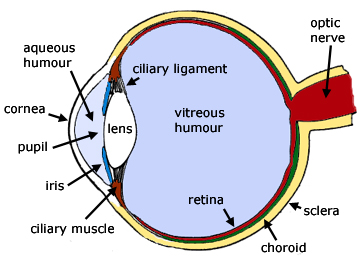 diagram of the human eye